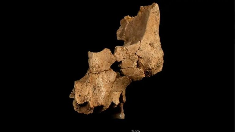 Descoberta do Homo affinis erectus Revoluciona a Paleoantropologia em Atapuerca