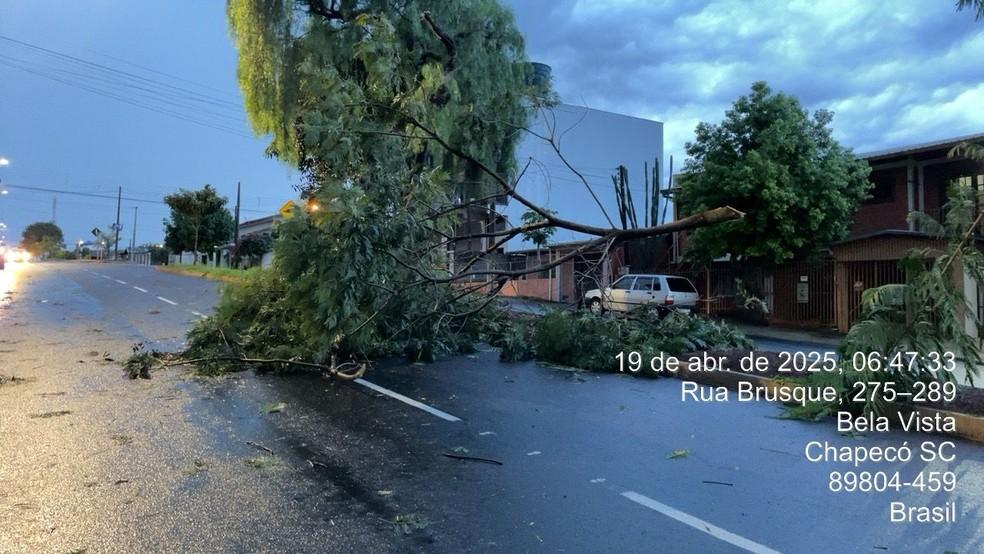 Árvore caiu na Rua Brusque, em Chapecó durante temporal
