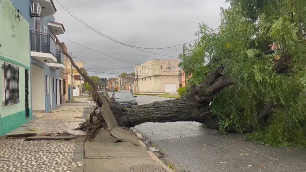 Mau tempo provocou queda de árvore em Rio Grande