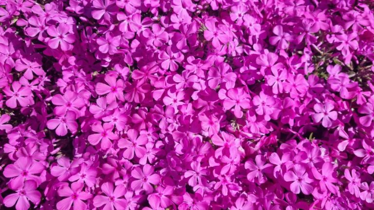 Descubra a Lua Rosa: O Fenômeno que Acontecera em Abril