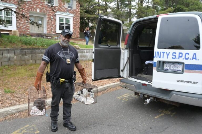 Resgates em Bohemia: Condições Horríveis de Vida para Felinos Focam o Trabalho de Resgate