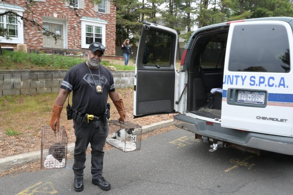 SPCA police removing cats from a house in Bohemia