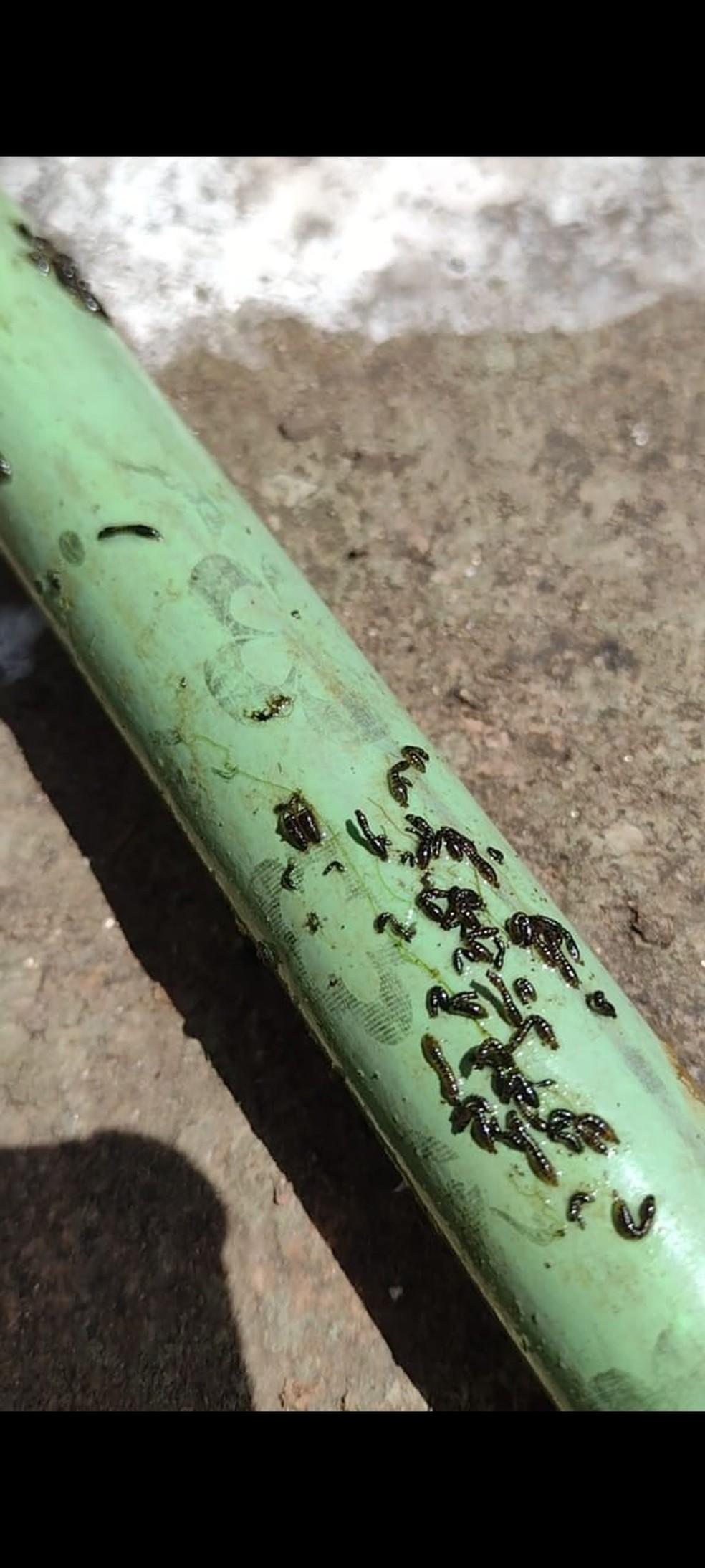 Borrachudos costumam nascer à beira de córregos e rios