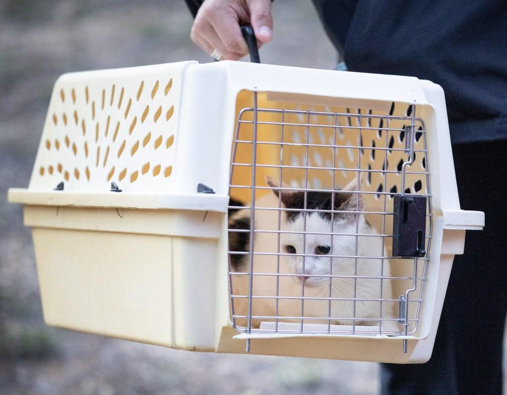 Gato resgatado de casa em Bohemia