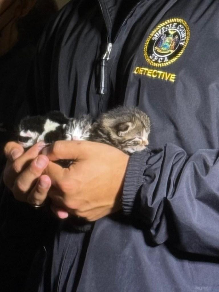 Gatos resgatados de casa em Bohemia