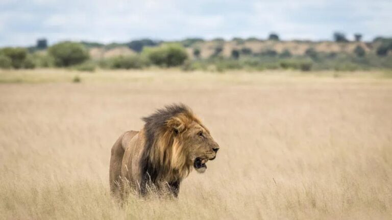 Tragédia em Safari: Leão Mata Turista em Acampamento de Luxo na Namíbia