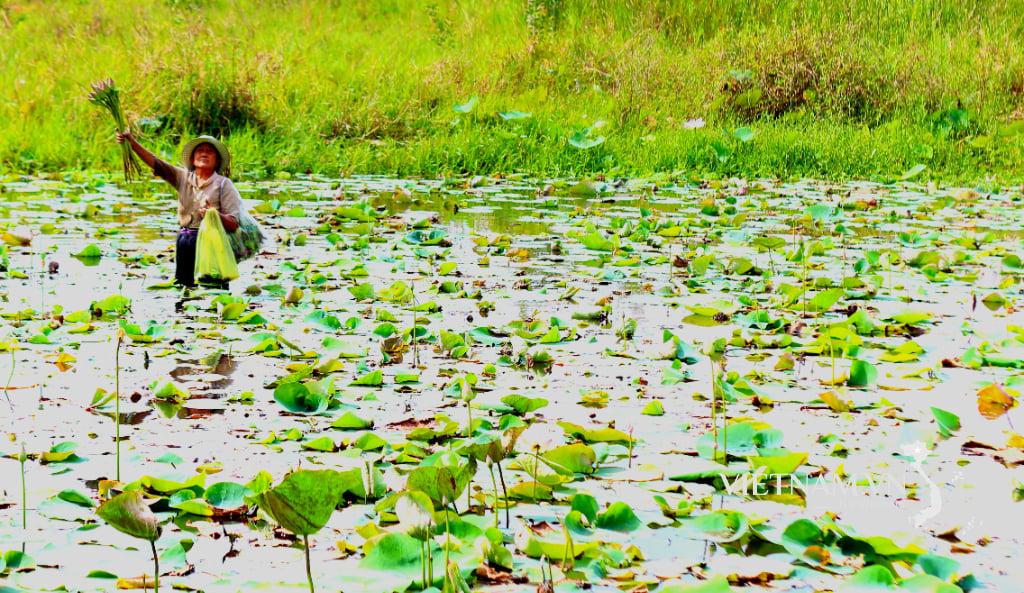 Uma mulher está parada em um estanque segurando plantas de loto.
