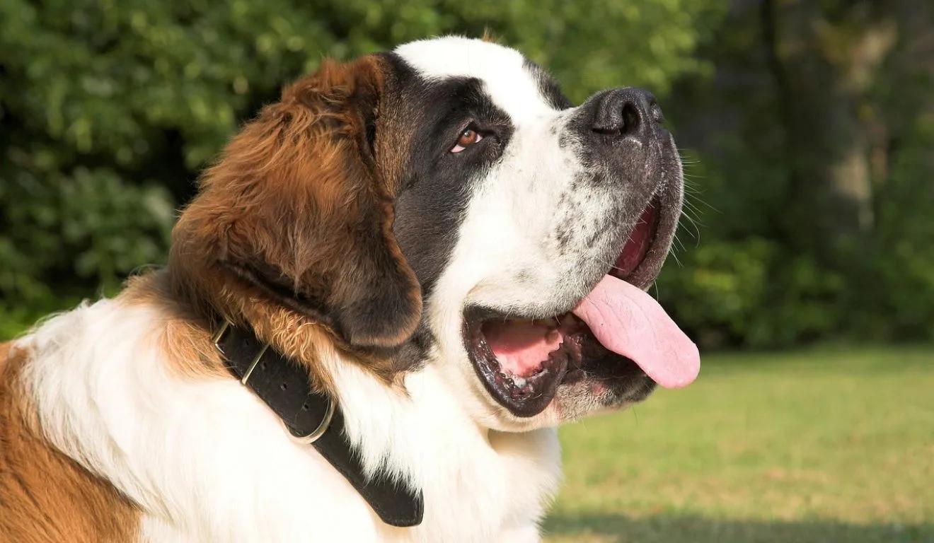 Homem atirou no cachorro da ex-esposa; cão era da raça São Bernardo.