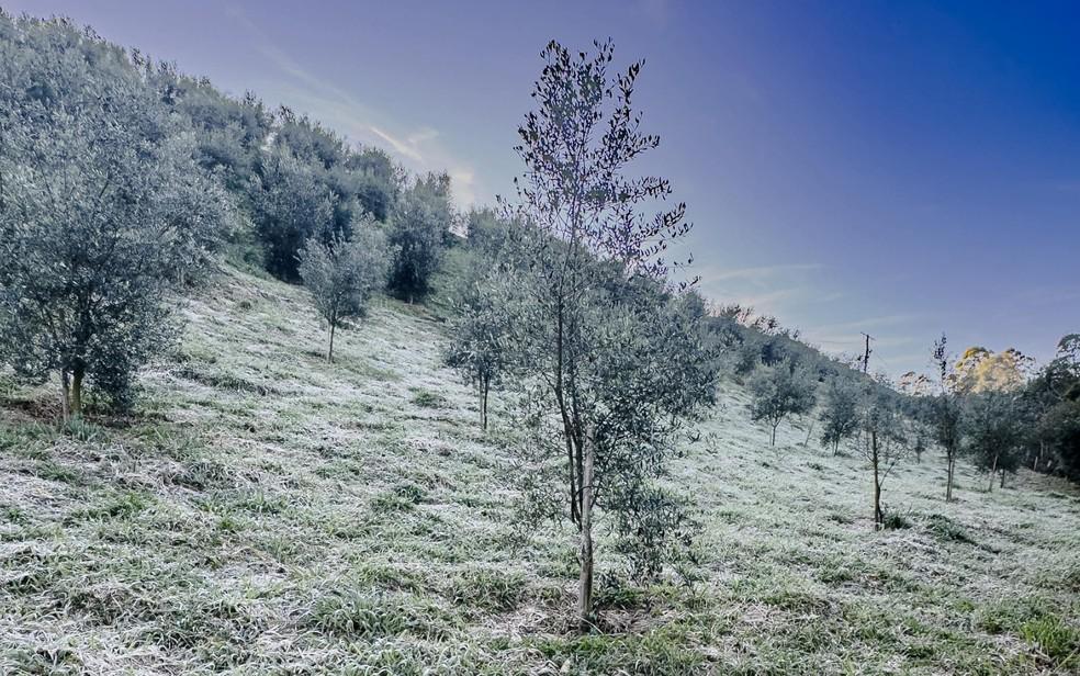 Geada em Maria da Fé (MG), em 13 de junho de 2025.