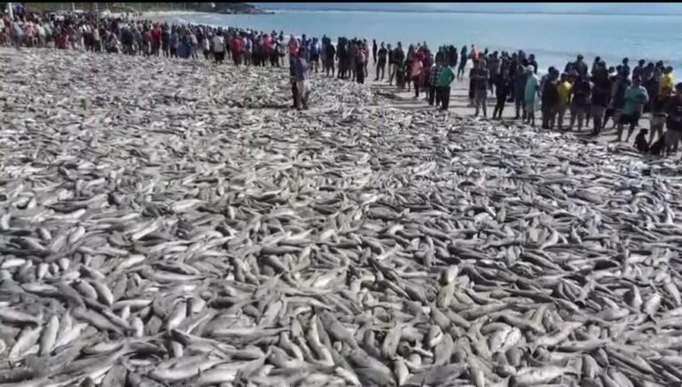 Pesca da Tainha em Palhoça: Um Mar de Peixes e Tradições