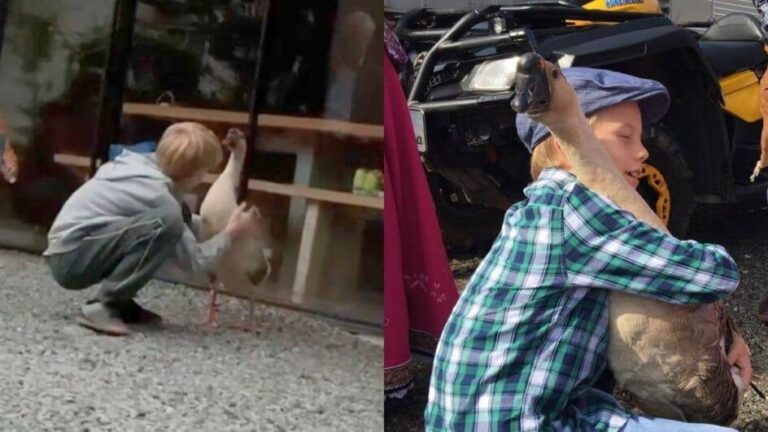 Ganso Olivier é encontrado após 18 dias desaparecido e reencontra seu amigo Tobias em SC