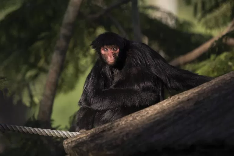 Zoo de São Paulo recebe novos tigres-de-bengala; confira os detalhes!