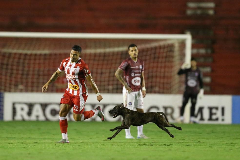 Cachorro invade gramado dos Aflitos em Náutico x Caxias