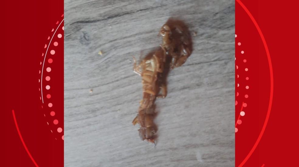 Escorpião que picou Bernardo e foi encontrado dentro de casa.