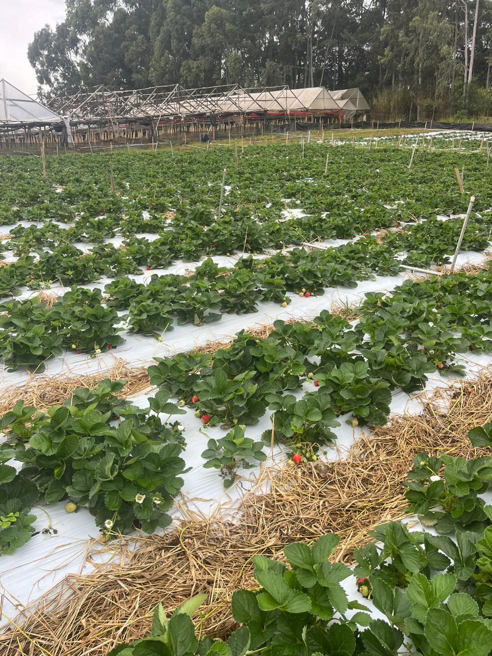 Produção de morango da Veridiane Moreno Xavier, em Atibaia