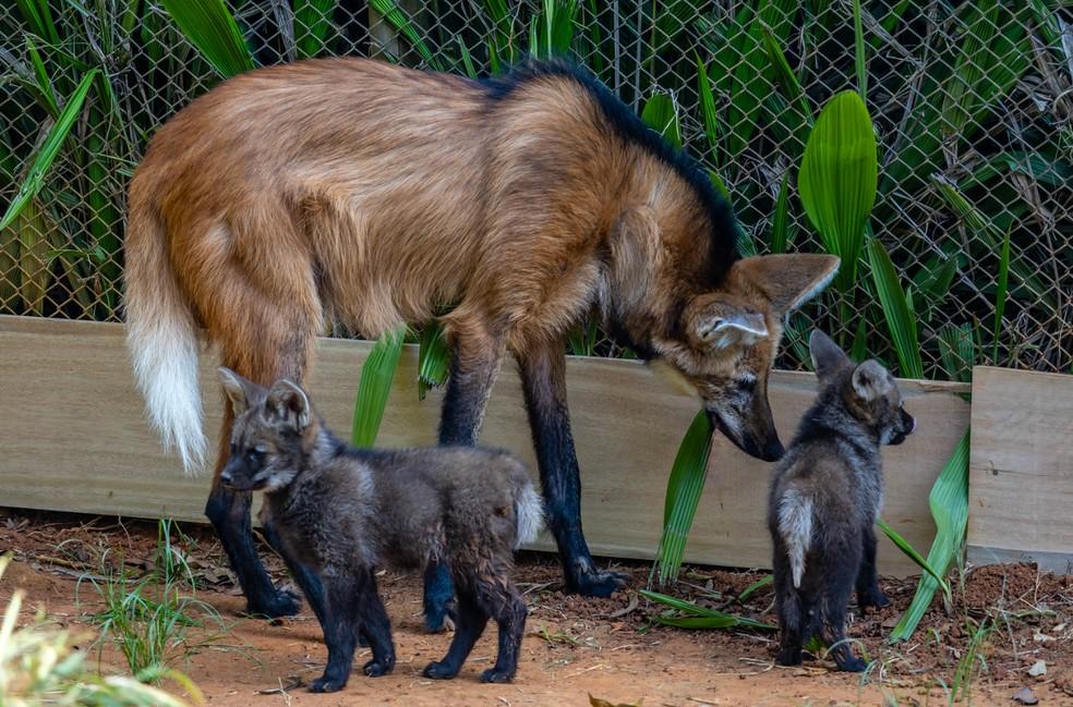 Novos lobos-guarás são filhotes de Pitanga.
