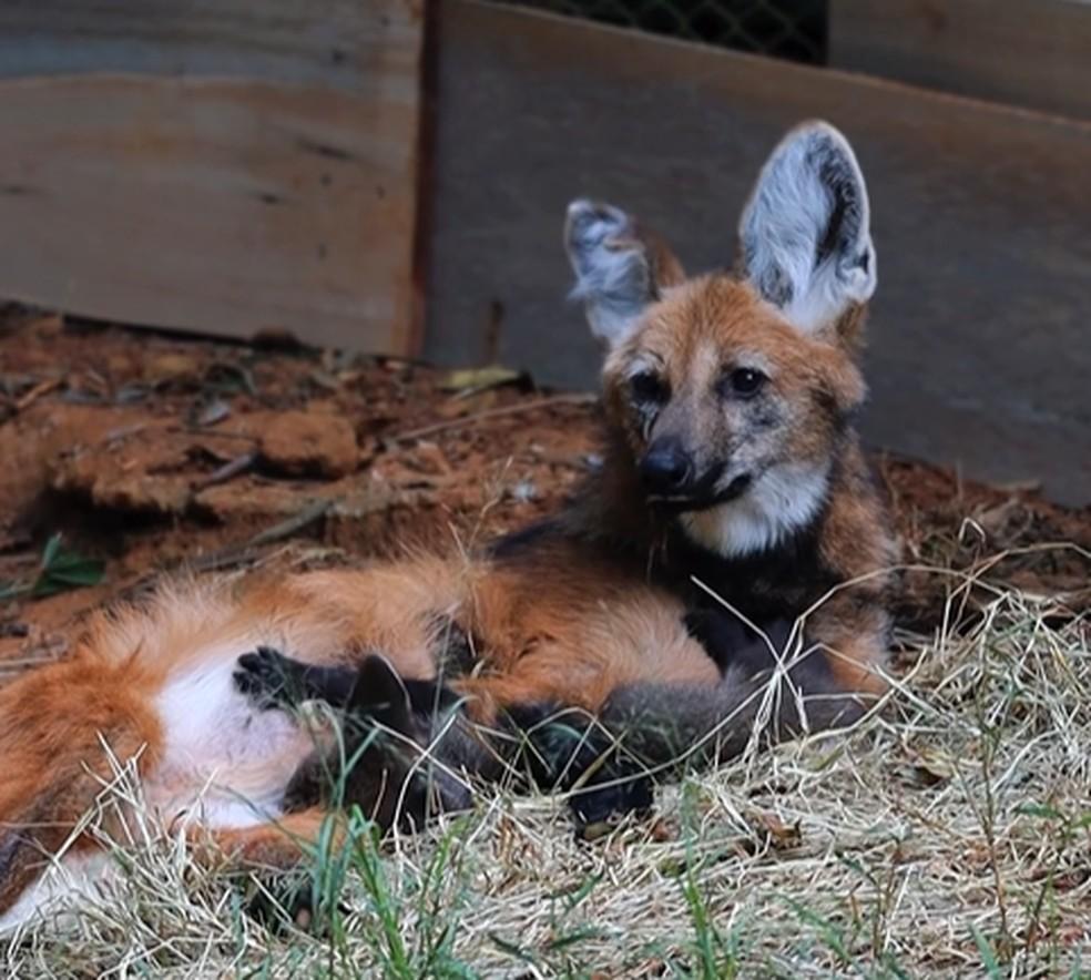 Pitanga e os filhotes.
