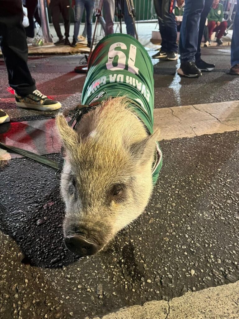 Porco Evair da Guia anima torcedores no Allianz Parque antes da Libertadores