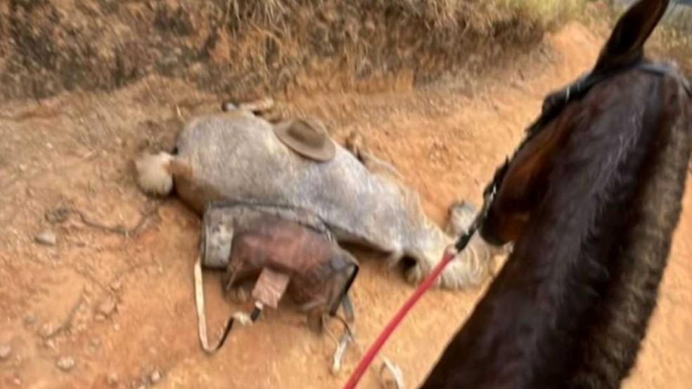 Imagem viralizada mostra cavalo branco caído no chão antes da mutilação em Bananal, SP