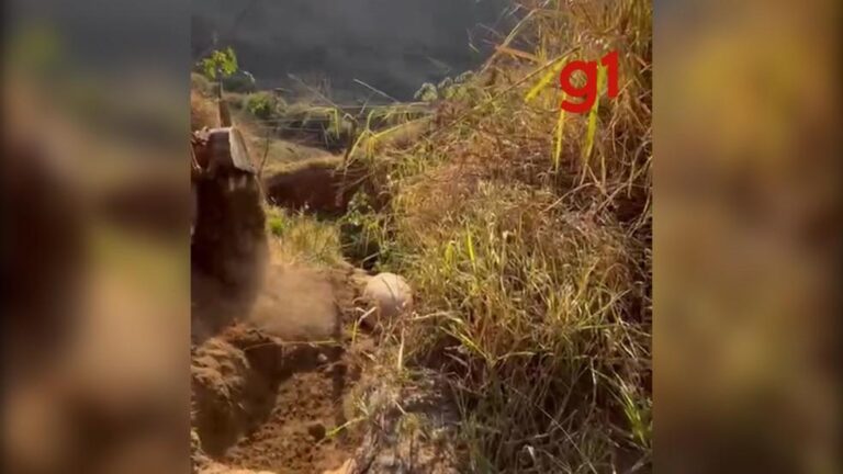 Investigação sobre o caso do cavalo mutilado em Bananal instiga reações e discussões sobre maus-tratos a animais