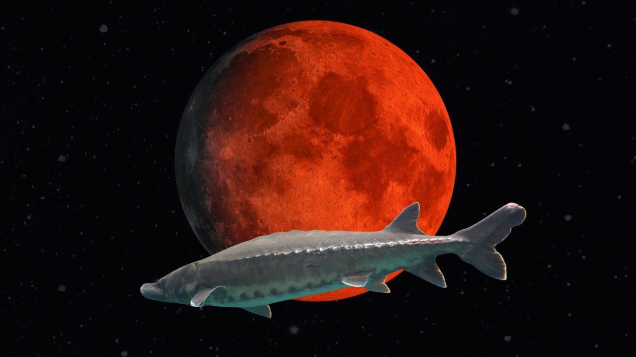 Peixe esturjão nadando no espaço com uma lua vermelha ao fundo, criando uma cena surreal e impressionante.
