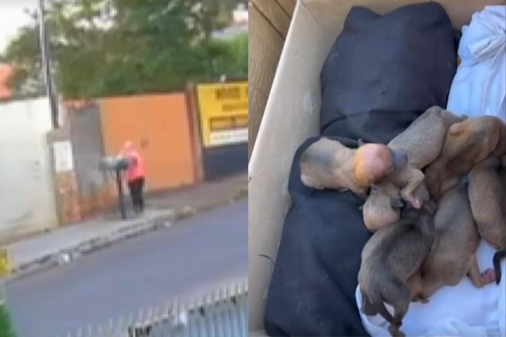 Mulher foi flagrada jogando os filhotes no lixo.