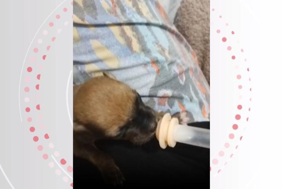 Dos 11 filhotes deixados na lixeira, apenas um sobreviveu.