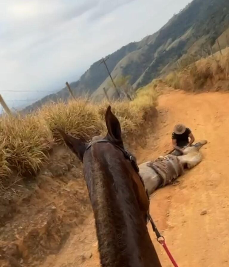 A Crueldade em Bananal: O Caso do Cavalo Mutilado que Viralizou nas Redes Sociais