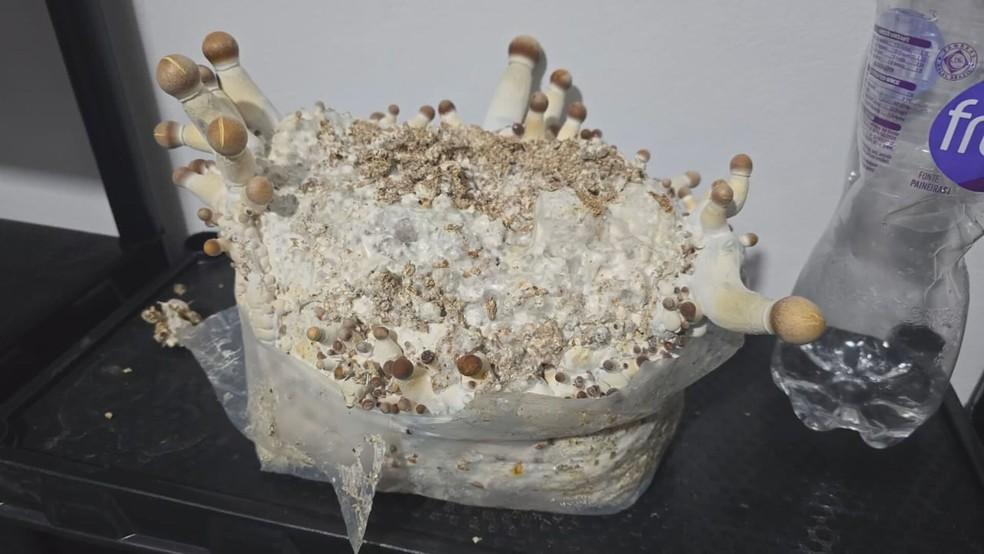 'Cogumelos mágicos' produzidos pela maior rede de alucinógenos do país