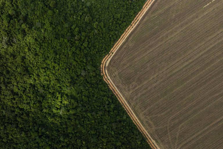 Divisão entre floresta densa e terreno cultivado