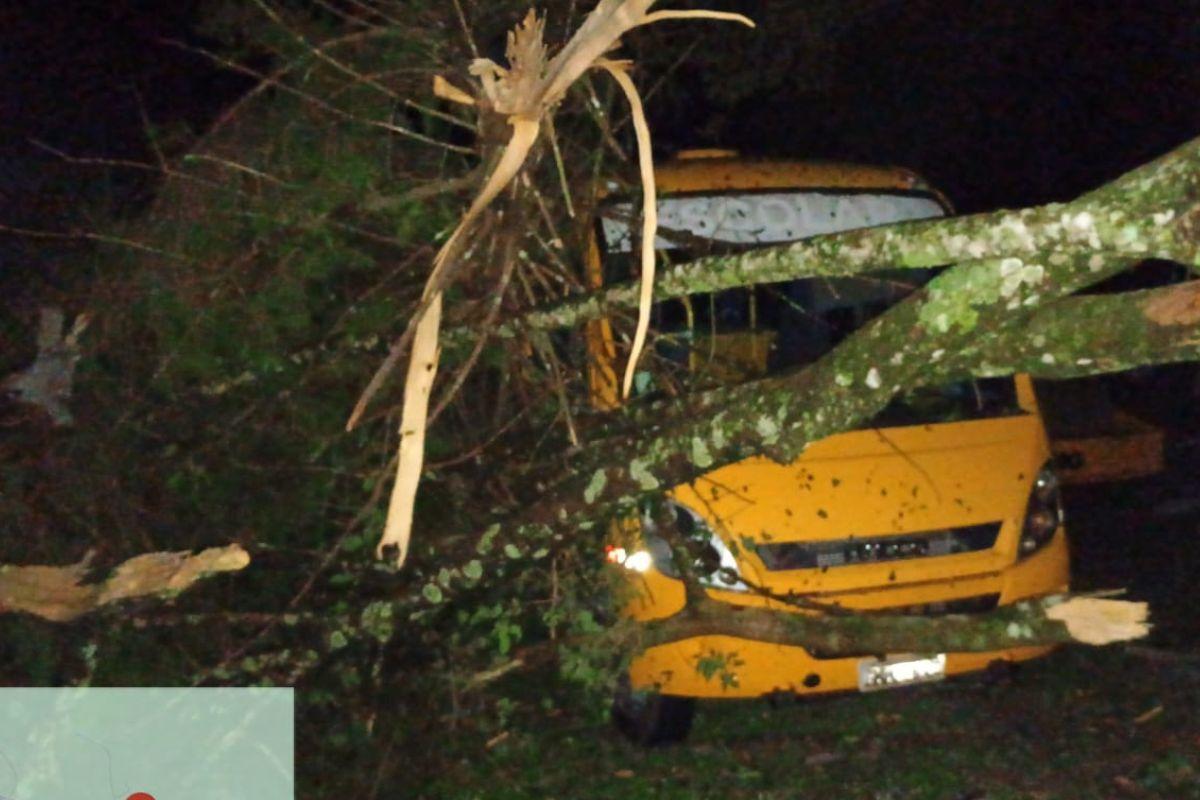 Árvores caídas em Santa Catarina