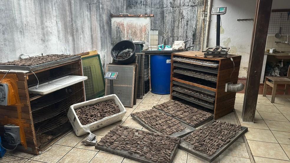 Homem é preso e multado após ser encontrado com quase 60 quilos de pepino-do-mar em Ubatuba, SP