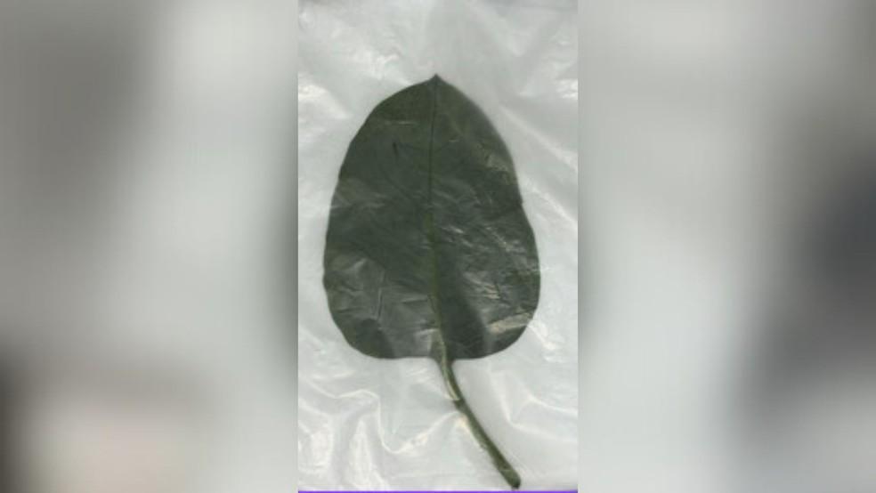 Falsa couve tem folhas mais finas