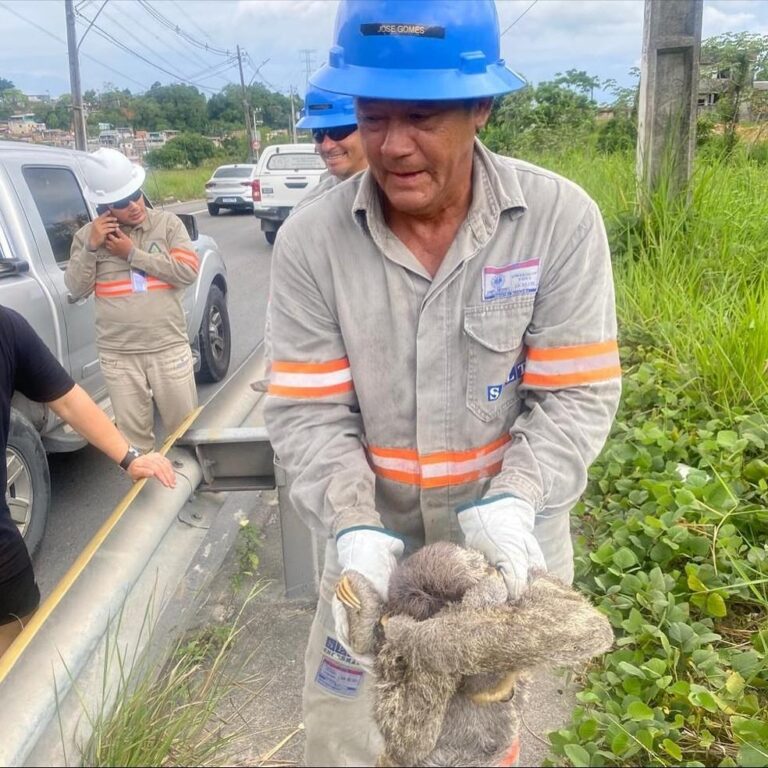 Bicho-preguiça causa apagão e deixa bairros de Manaus sem energia