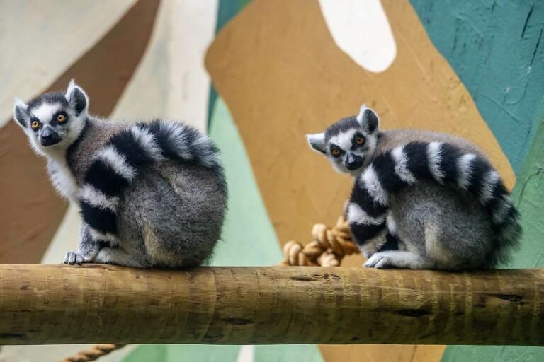 Novos Lêmures-de-Cauda-Anelada Chegam ao Zoológico de São Paulo para Celebrar o Dia das Crianças