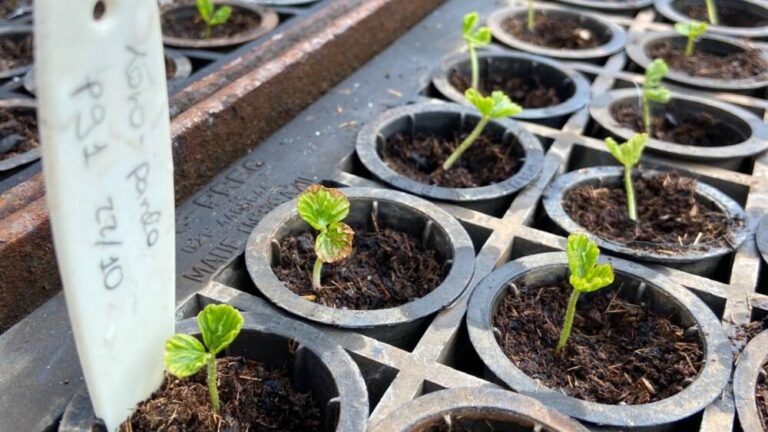 UFLA e a Diversificação da Silvicultura Brasileira: Uma Abordagem Sustentável