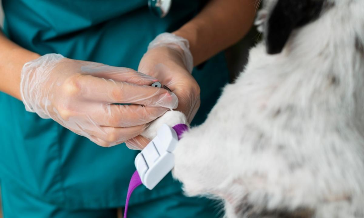 Faculdade Anhanguera, doação de sangue animal