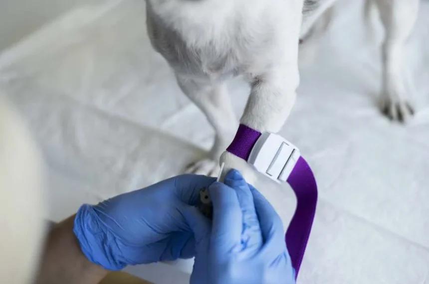 doação de sangue animal
