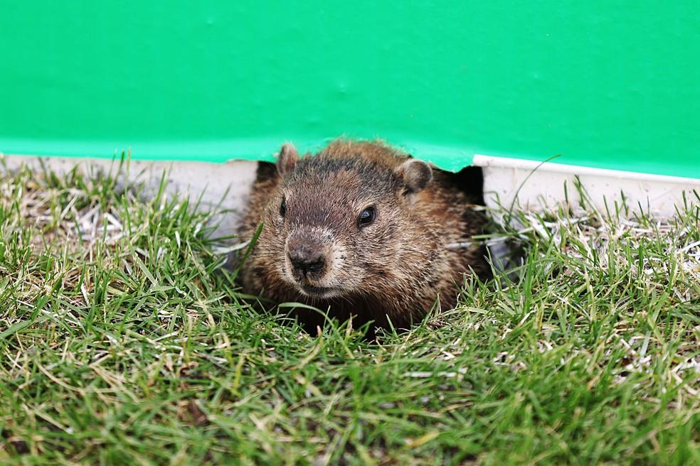 Marmota vista no Circuito Gilles Villeneuve no fim de semana do GP do Canadá da F1 em 2025
