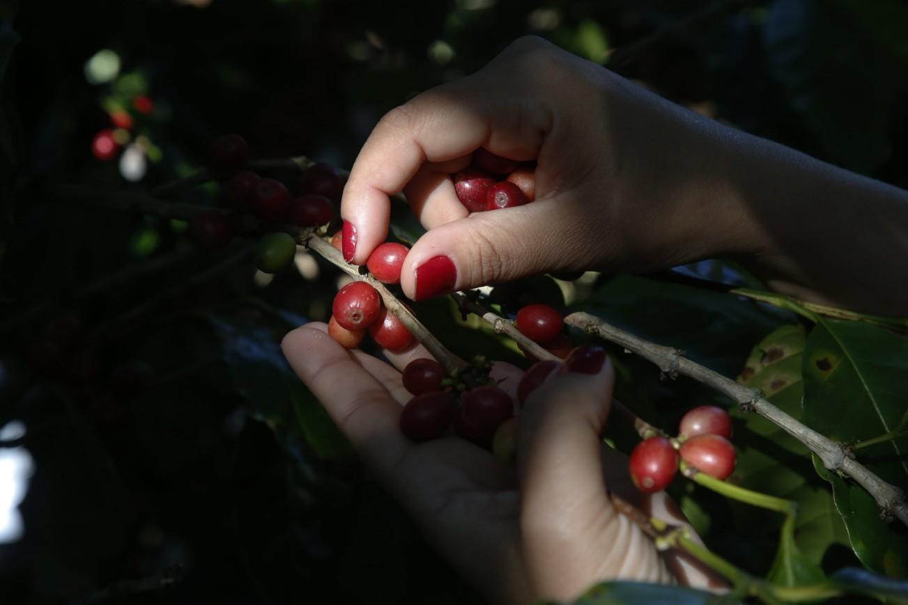 Colheita de café na Fazenda Alliança