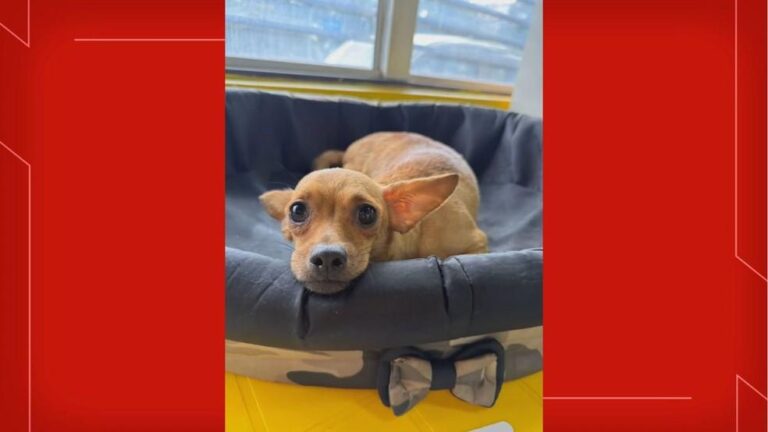 Resgate de Cães em Ceilândia: Mais de 100 Animais Estão Prontos para Adoção