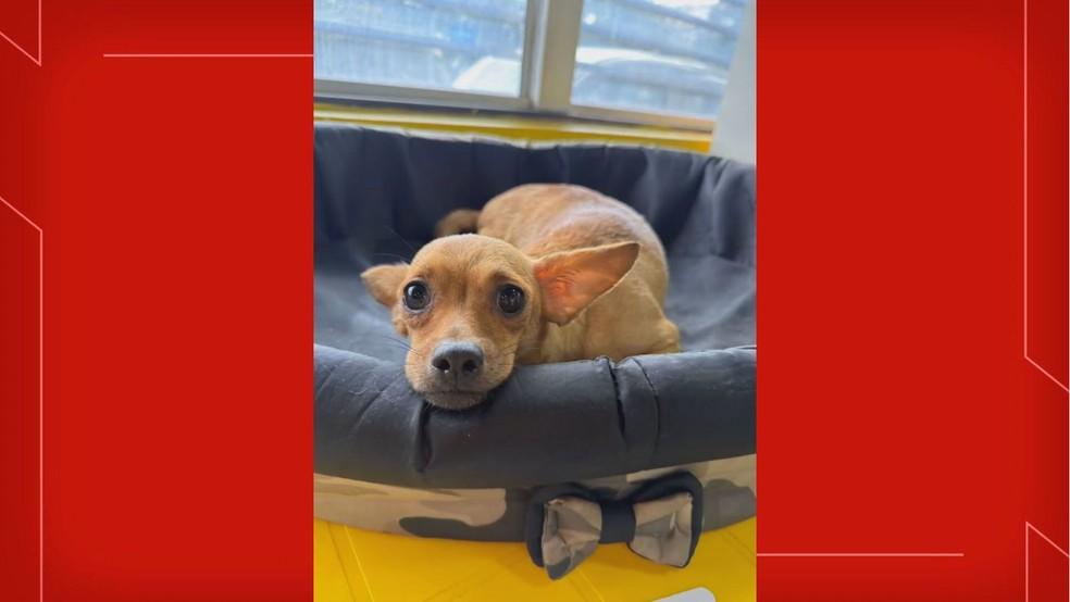 Cães resgatados prontos para adoção