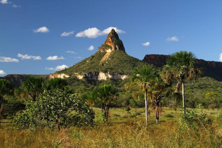 Menina de 8 anos é atacada por onça-parda durante trilha na Chapada dos Veadeiros