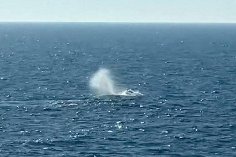 Baleia visível no centro da imagem soprou um jato de água no oceano aberto sob céu claro.