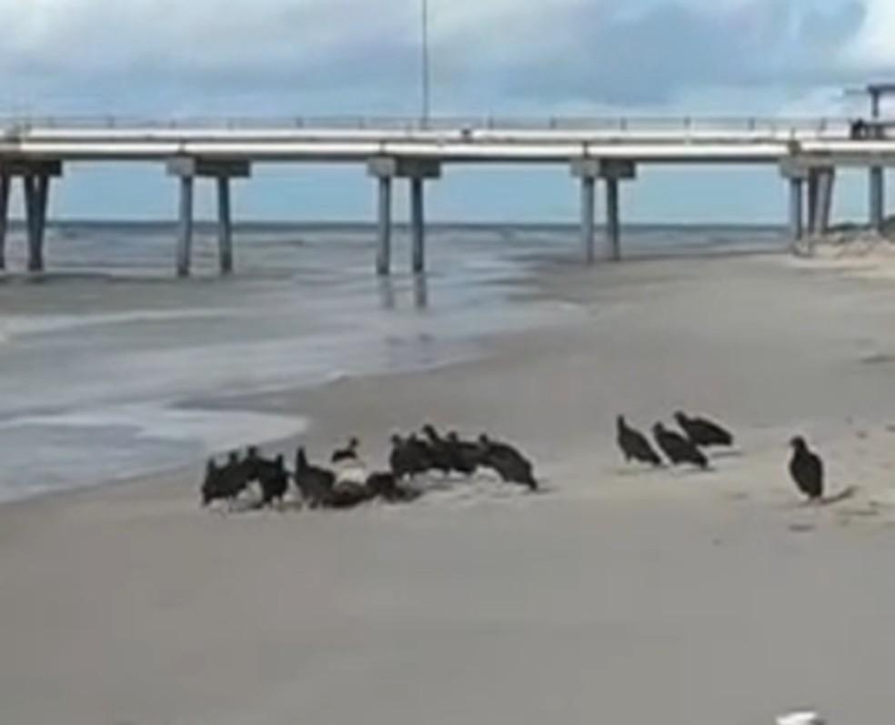 Corpo é encontrado na Praia da Avenida, em Maceió