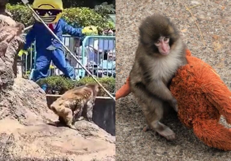 Americano fantasiado invade recinto do macaco Punch e é preso no Japão
