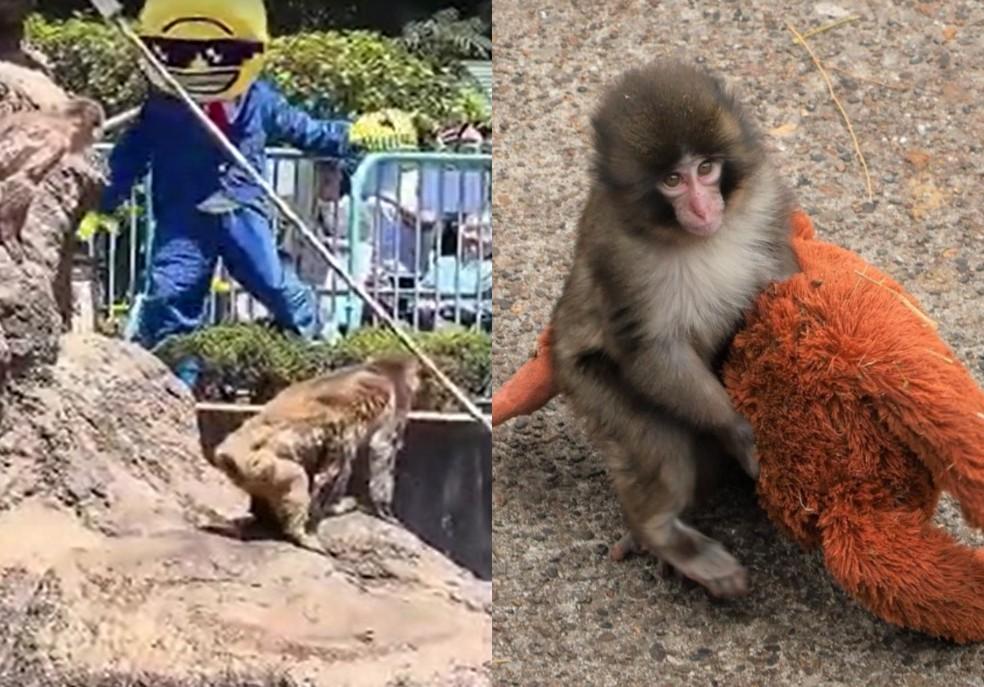 Homem fantasiado invade recinto de macaco Punch no Japão