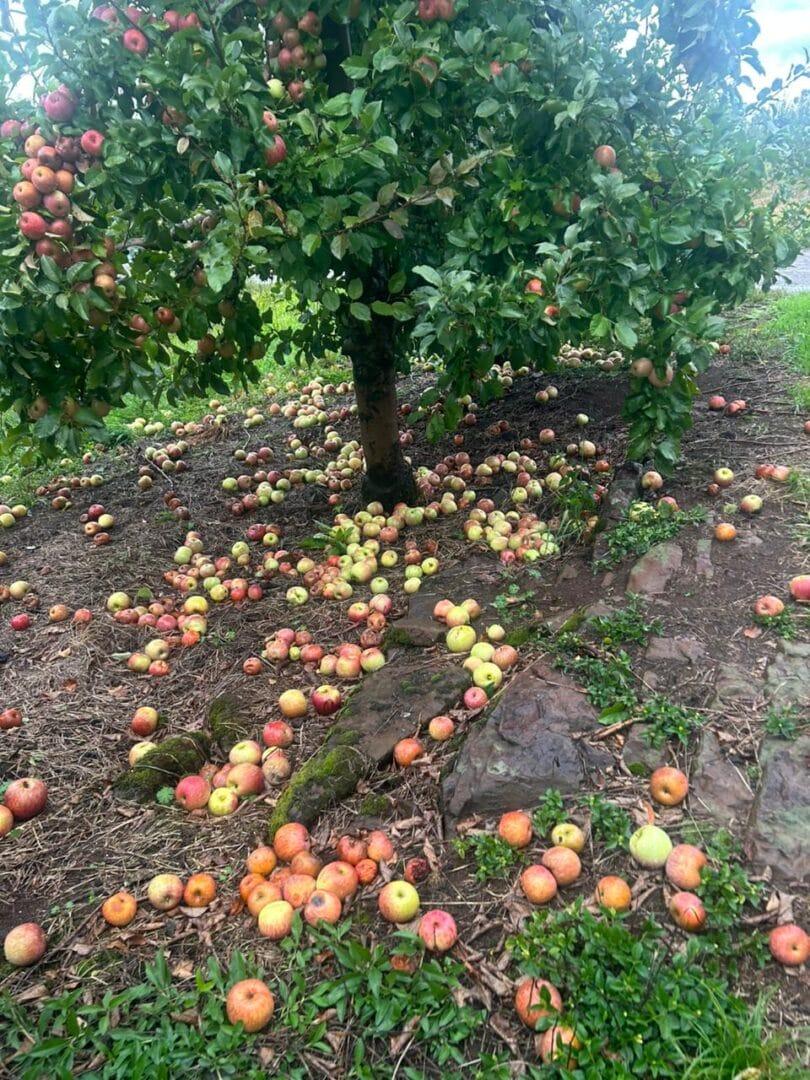 Danos em São Joaquim