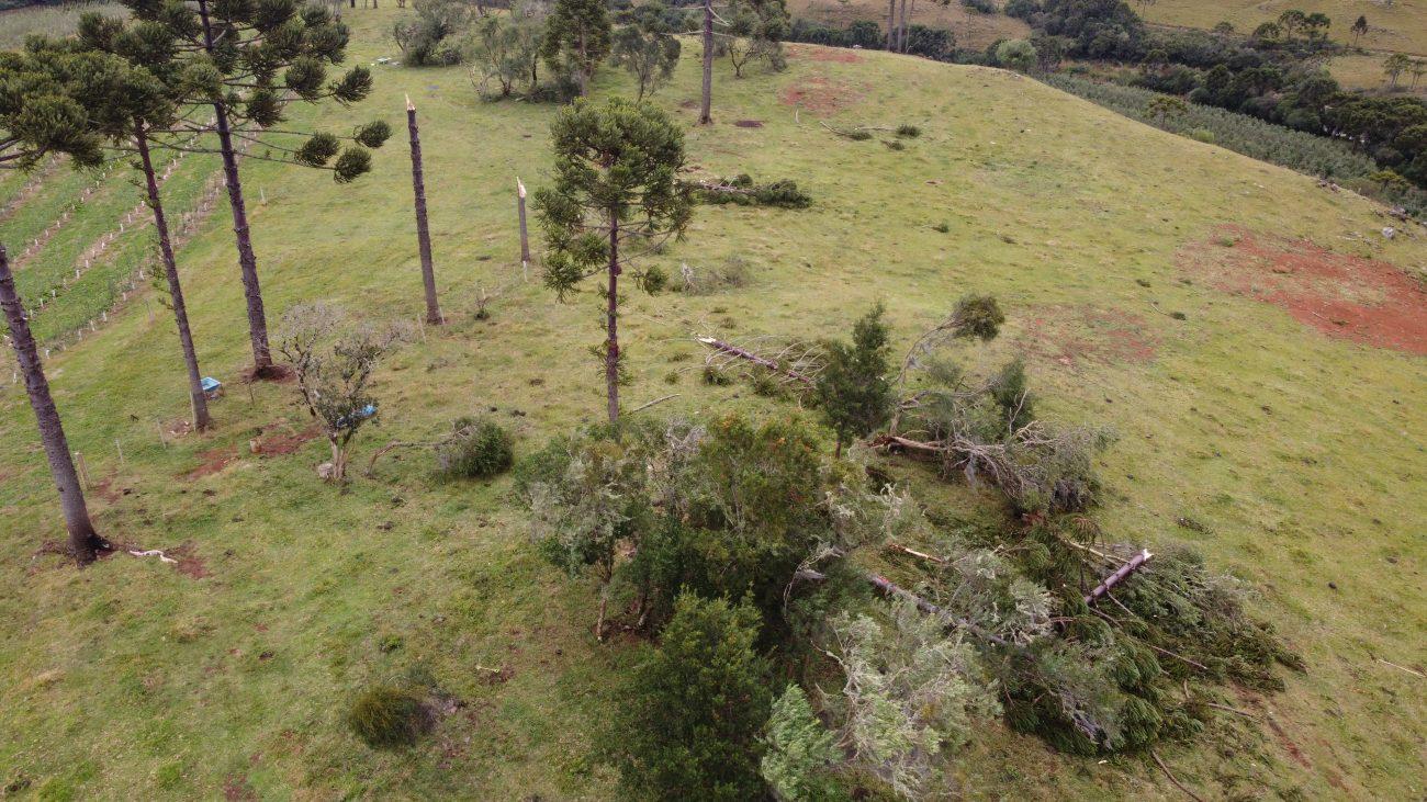 Árvores derrubadas em São Joaquim