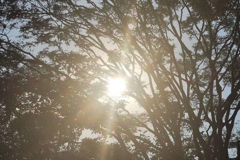 Sol intenso aparece entre galhos e folhas de árvores altas em dia claro, com céu azul ao fundo.
